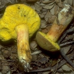 Boletus truncatus