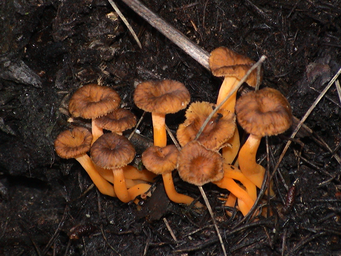 Cantharellus lutescens