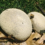Lycoperdon gemmatum