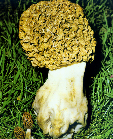 Morchella esculenta var. crassipes