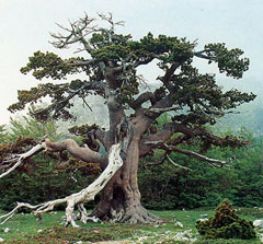 albero-monumentale