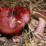 Russula torulosa